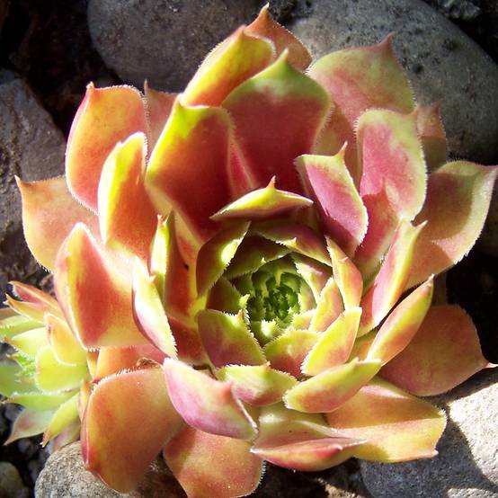 Promesse de Fleurs - Sempervivum Commander Hay - Joubarbe hybride rouge et verte Godet de 8/9 cm
