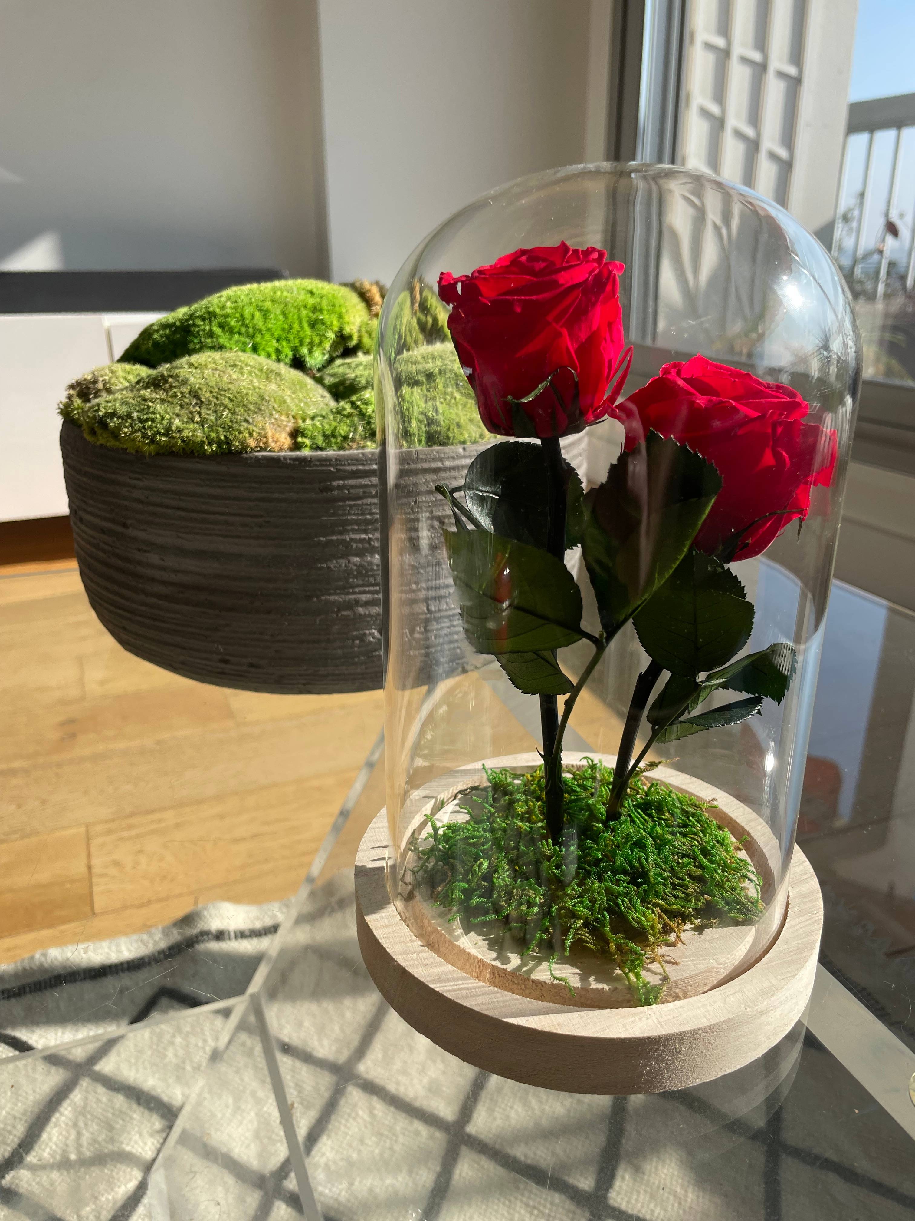 Roses Rouges Stabilisée Sous Cloche - Roses stabilisées - Décoration d'Intérieur - 20cm - Image 1