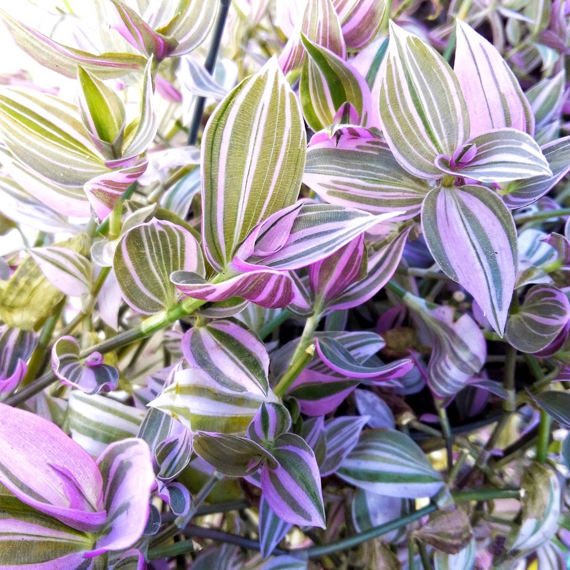 Gardenersdream - Tradescantia Zebrina Misère Juif Errant Pour Maison Bureau (15-25 Cm Avec Pot) - GardenersDream - Image 2