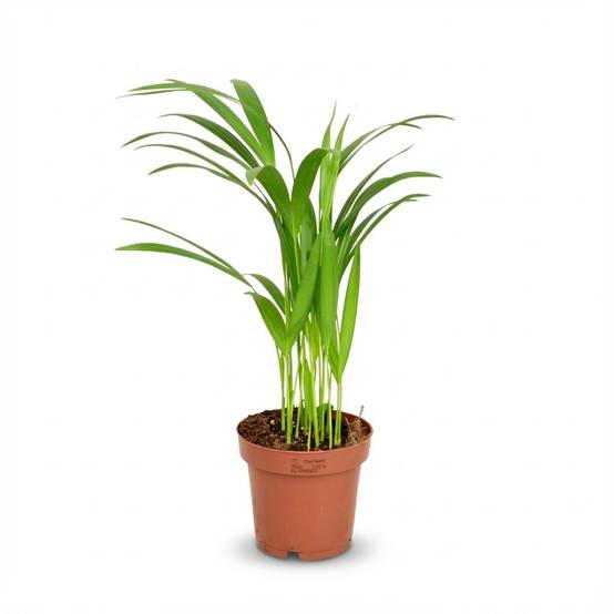 Palmier Areca - Dypsis lutescens - Ø12cm - ↕40cm - Plantes d’intérieur - Image 1