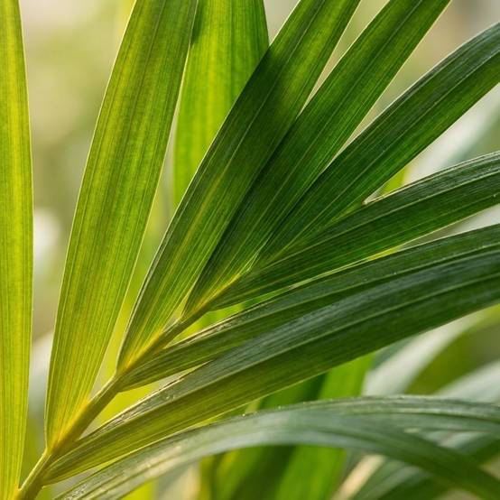 Palmier Areca - Dypsis lutescens - Ø12cm - ↕40cm - Plantes d’intérieur - Image 3