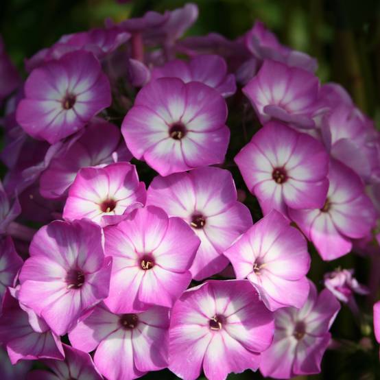 Promesse de Fleurs - Phlox paniculata Purple Eye Flame Godet de 8/9 cm