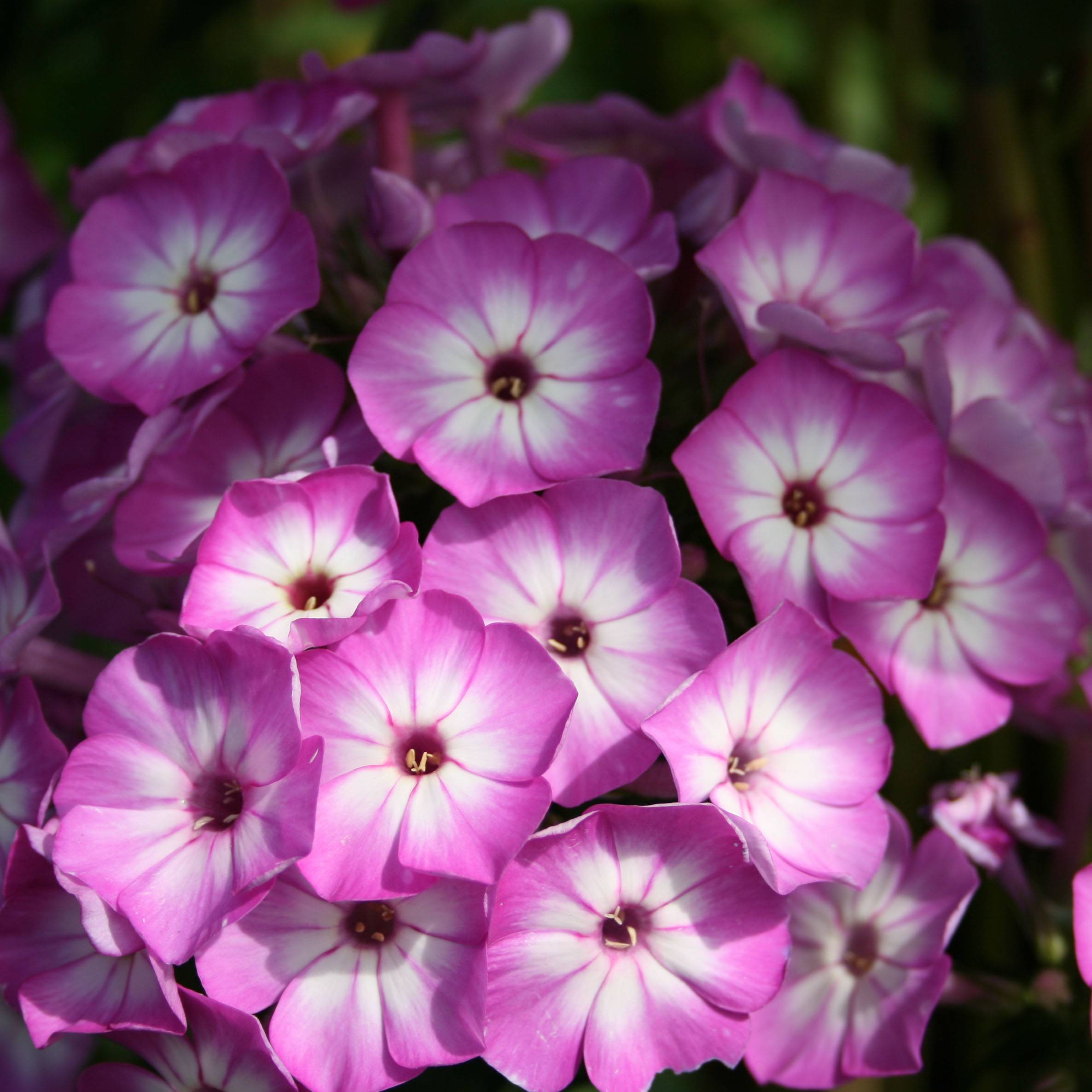 Promesse de Fleurs - Phlox paniculata Purple Eye Flame Godet de 8/9 cm
