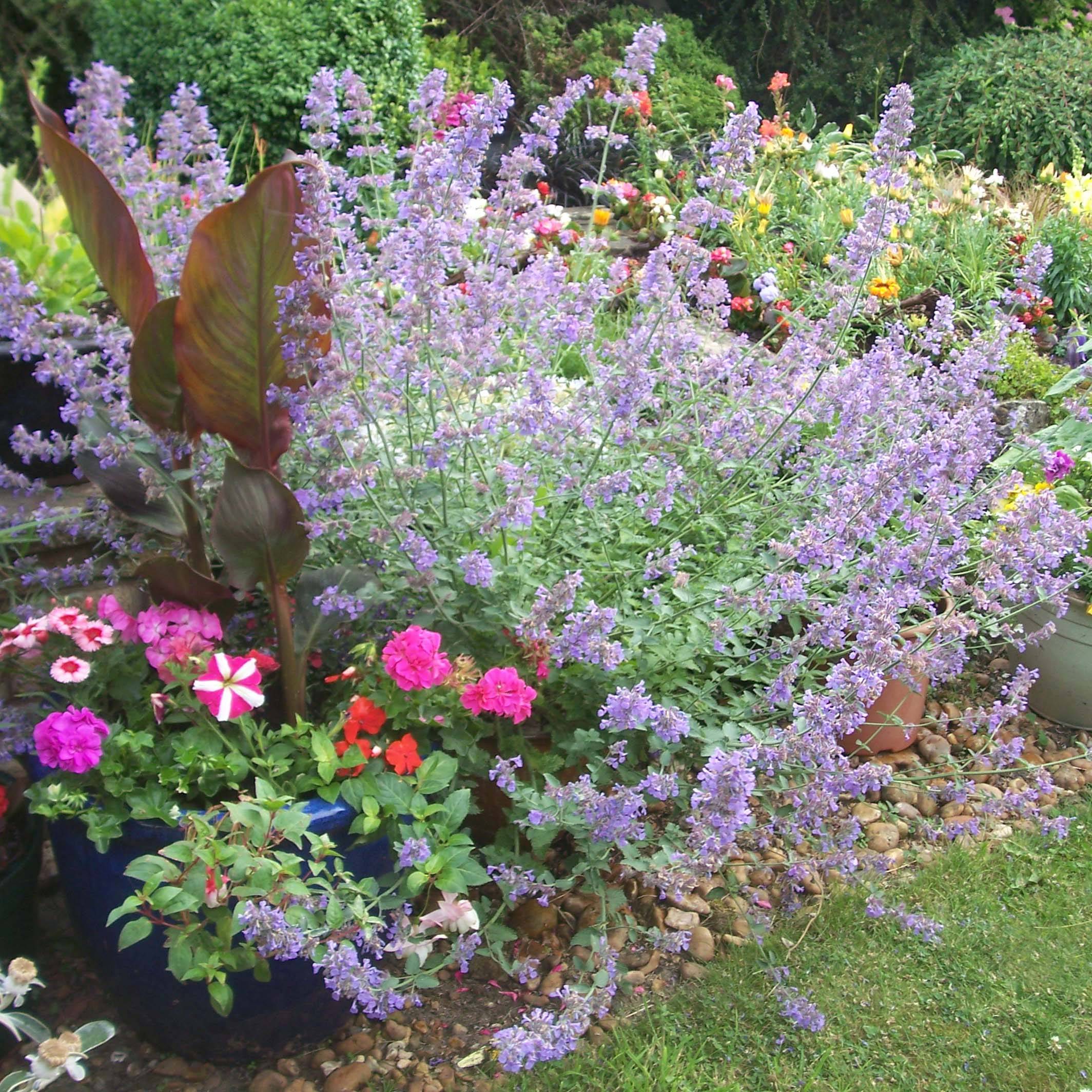 Nepeta faassenii Six Hill s Giant Godet de 8/9 cm