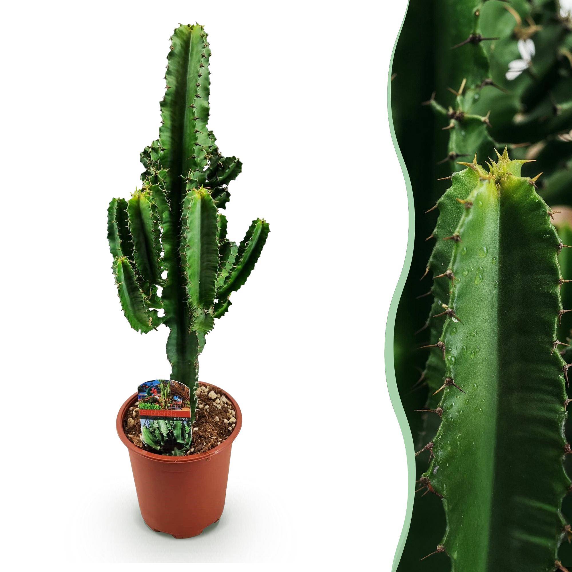Euphorbia eritrea - Arbre à lait africain - Pot de 17cm - Hauteur 60cm - 1 plante - Plantes d'intérieur - Image 1