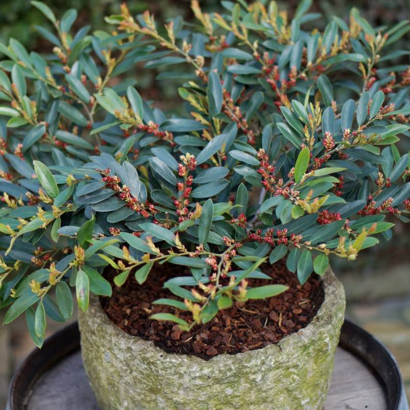 Distylium Blue Cascade® 'Piidist 2' - Pot de 3L - 40/60 cm - Image 2