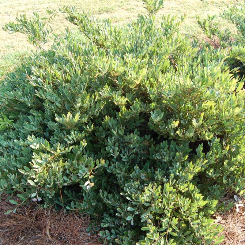 Distylium Blue Cascade® 'Piidist 2' - Pot de 3L - 40/60 cm - Image 3