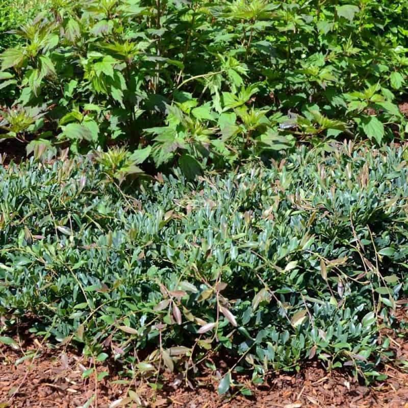 Distylium Blue Cascade® 'Piidist 2' - Pot de 3L - 40/60 cm - Image 1