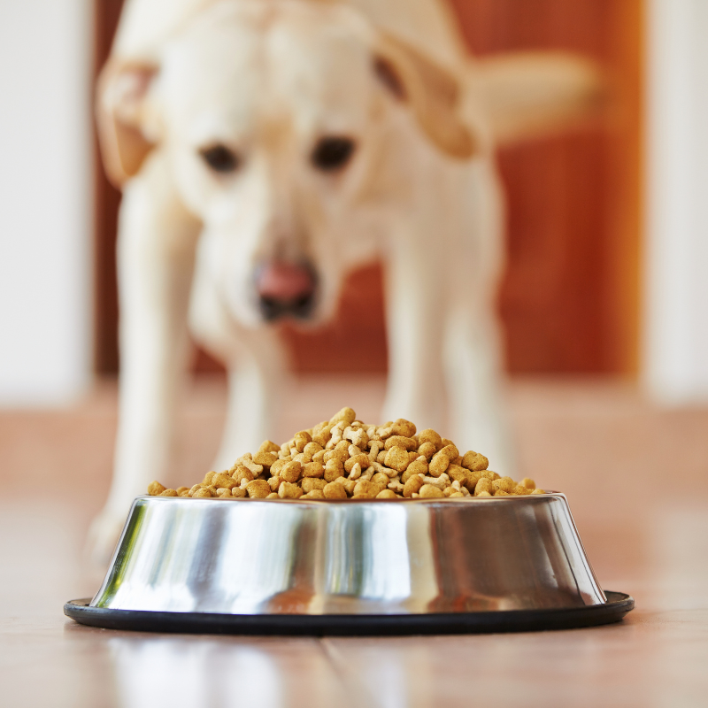 Carnilove - Carnilove - Croquettes Sans Cérales True Fresh au Poisson pour Chien - Image 3