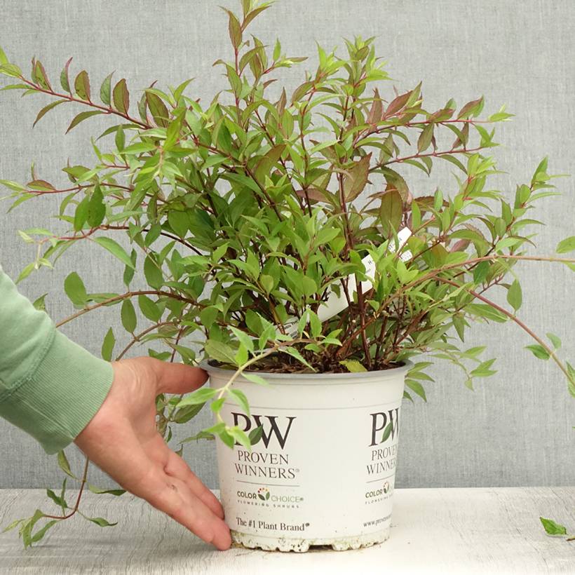Promesse de Fleurs - Deutzia Yuki Cherry Blossom Pot de 2L/3L - Image 2