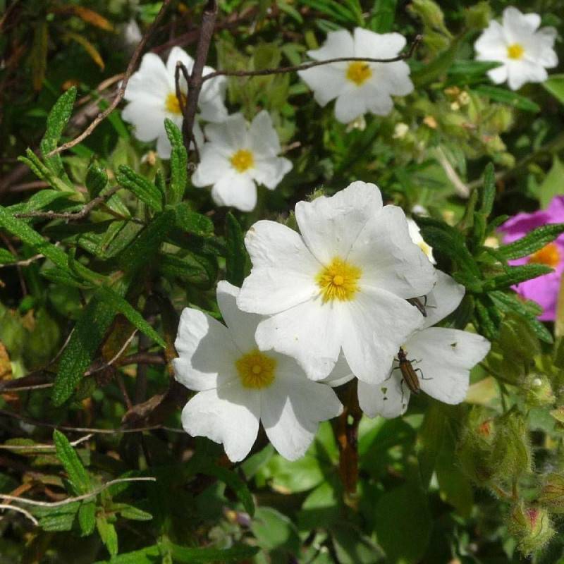 Ciste de Montpellier, Cistus à fleurs Blanche/ - feuillage Persistant - Godet - 5/20 cm - Image 3