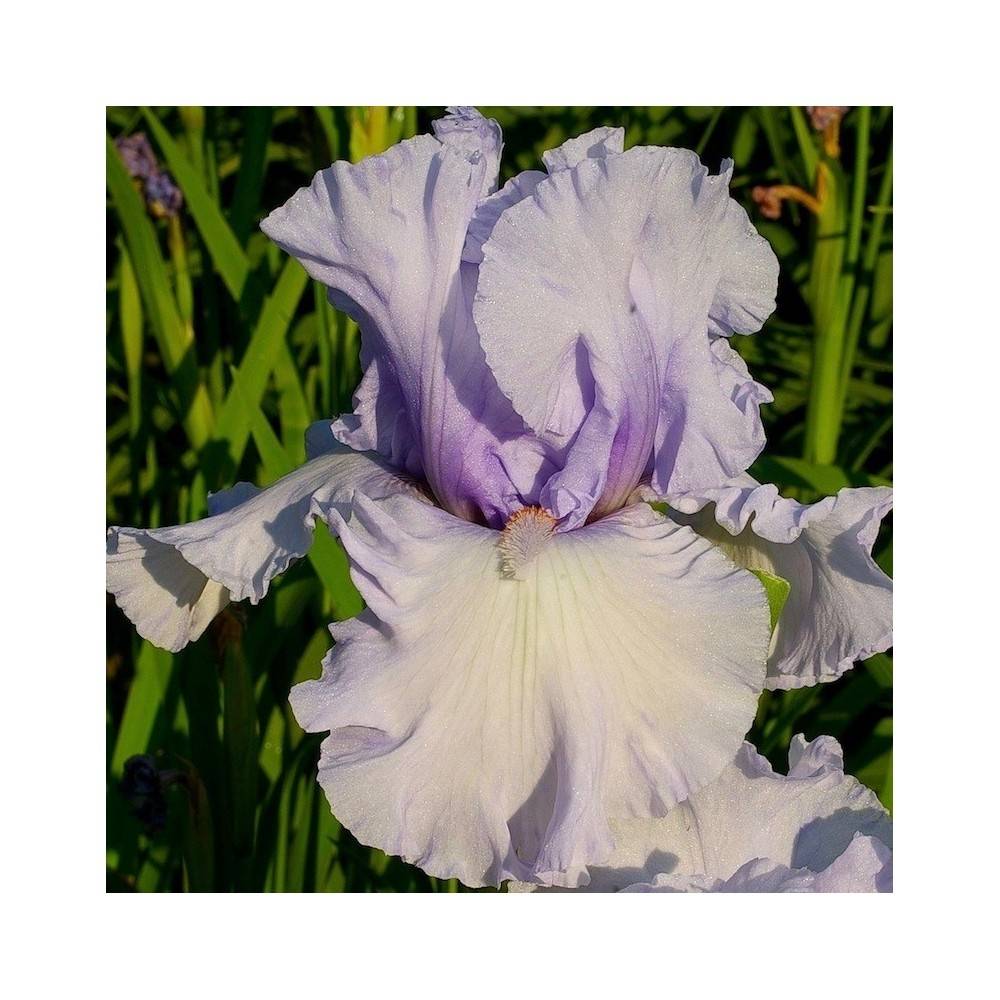 Iris germanica La part des Anges - Iris des Jardins Godet de 8/9 cm