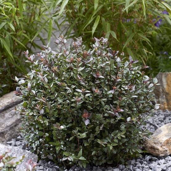 Promesse de Fleurs - Lonicera nitida Garden Clouds Purple Storm - Chèvrefeuille arbustif Pot de 2L/3L - Image 1