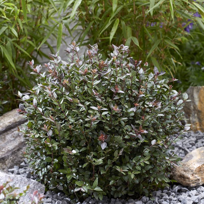 Promesse de Fleurs - Lonicera nitida Garden Clouds Purple Storm - Chèvrefeuille arbustif Pot de 2L/3L