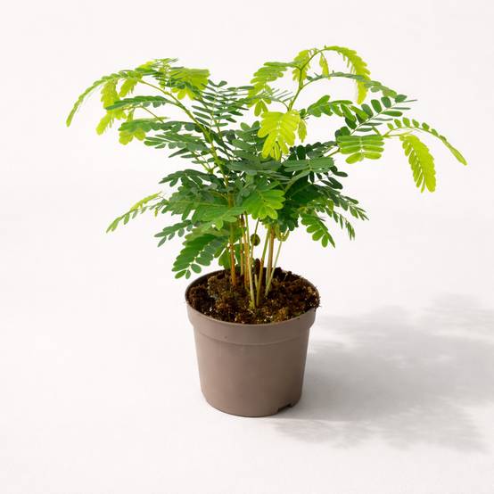 Tamarindus Indica D. 12cm H. 60cm - Plante d'intérieur - IndoorPoppies