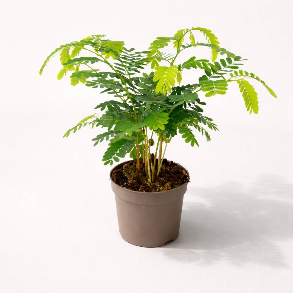 Tamarindus Indica D. 12cm H. 60cm - Plante d'intérieur - IndoorPoppies
