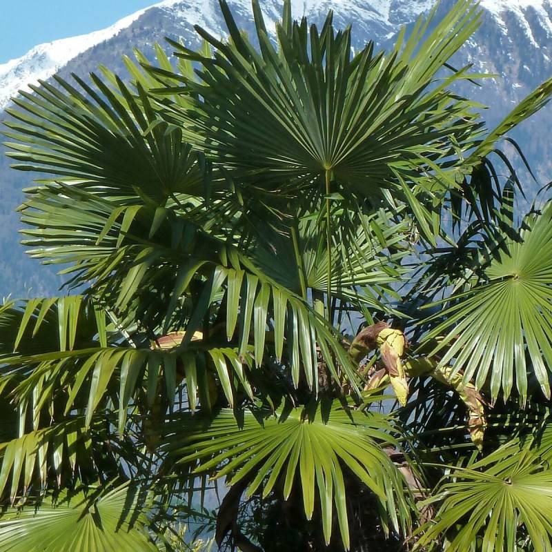 Palmier de Chine, Trachycarpus - Pot de 15L - Tronc de 20 cm - Haut. 40/60 cm - Image 1