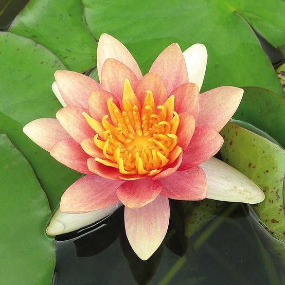 Nymphaea Sioux - Nénuphar rustique Pot de 1L/1,5L