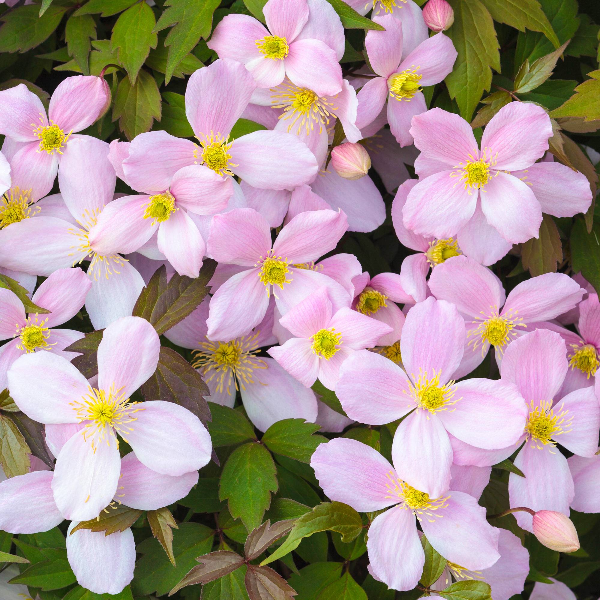 Gardenersdream - Clématite Montana Rubens arbuste grimpant à feuilles caduques et à fleurs roses parfumées - GardenersDream - Image 1