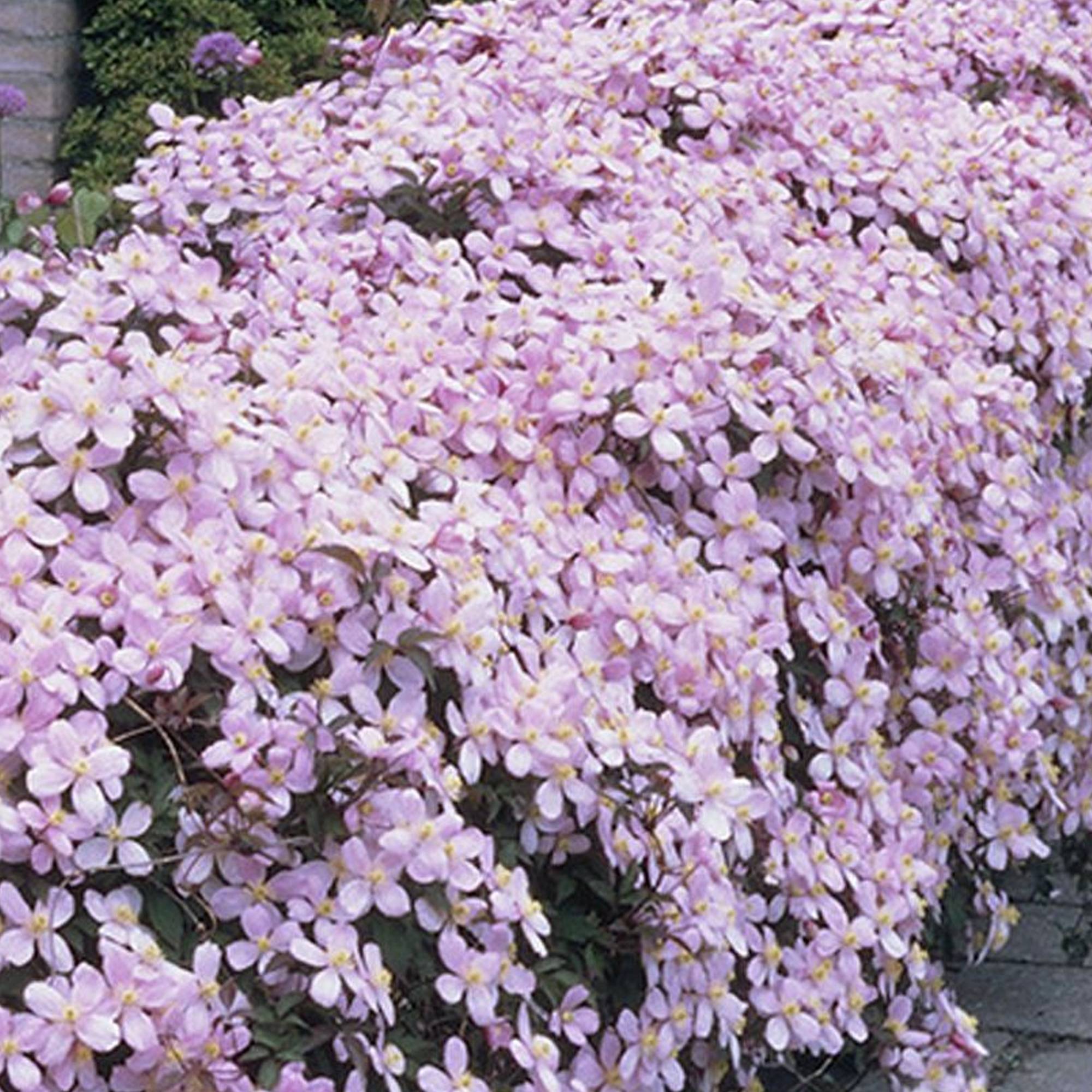 Gardenersdream - Clématite Montana Rubens arbuste grimpant à feuilles caduques et à fleurs roses parfumées - GardenersDream - Image 3