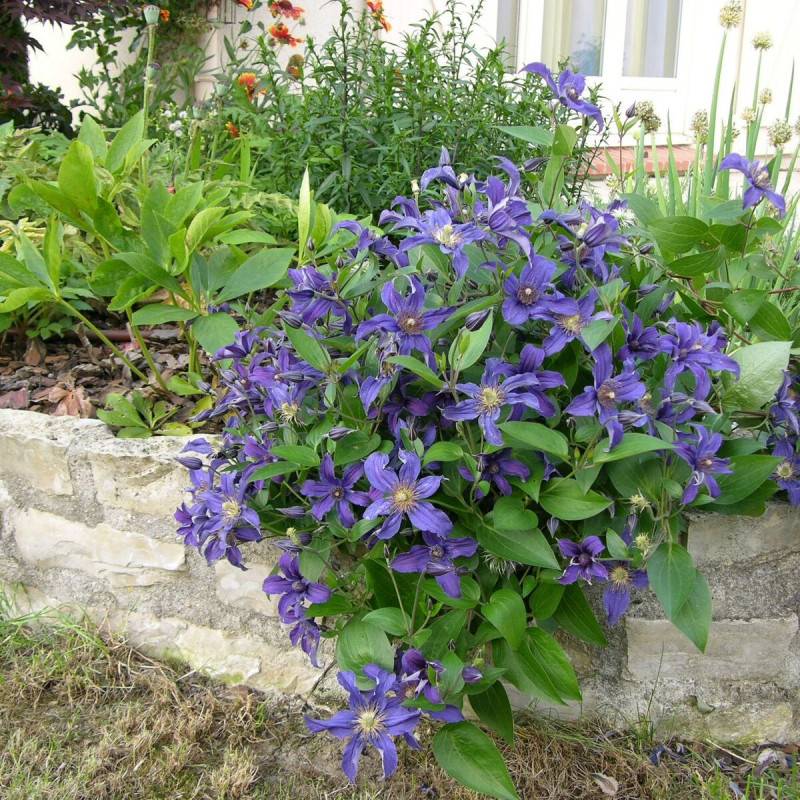 Clématite SAPHYRA® Indigo 'cleminov 51' à fleurs Bleue - feuillage Caduc - Pot de 1,5L - Tuteur bambou 30/60 cm-  hauteur à maturité De 1,00 m à 1,50 - Image 1