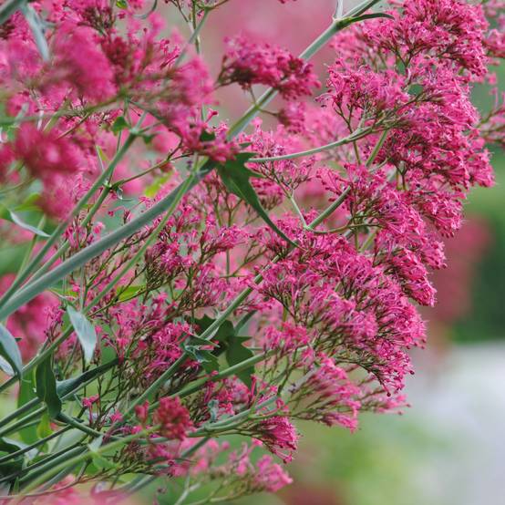 Valériane des jardins - Centranthus ruber Pot de 2L/3L