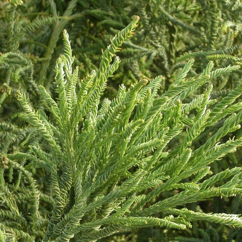 Cèdre du Japon Rasen Sugi, Cryptomeria - Pot de 3L - 20/40 cm - Image 2
