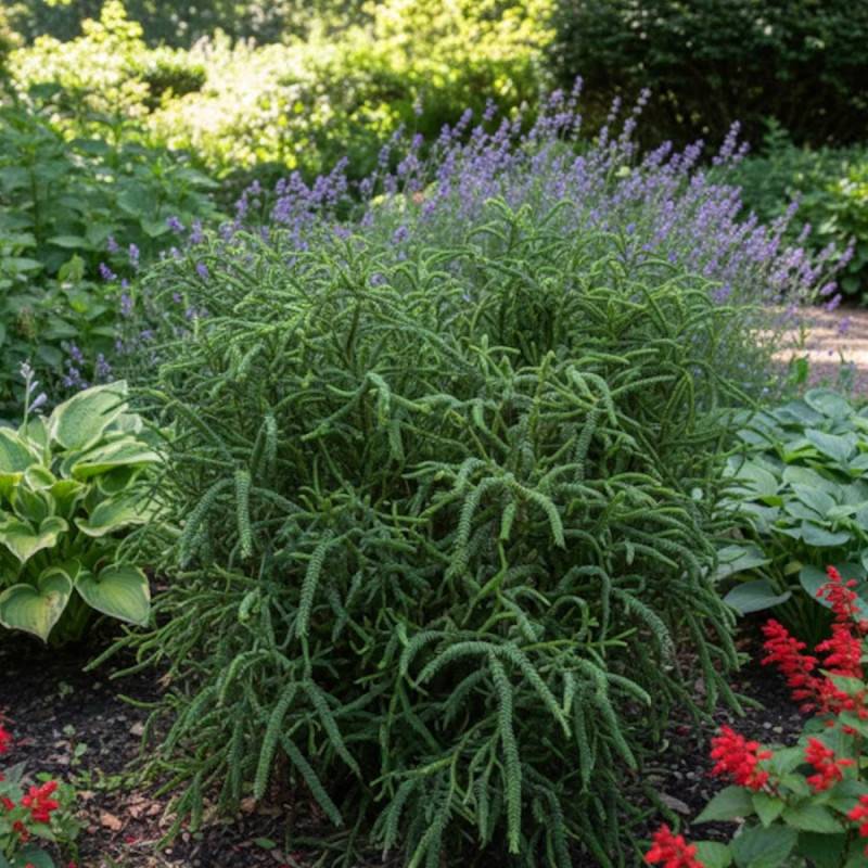 Cèdre du Japon Rasen Sugi, Cryptomeria - Pot de 3L - 20/40 cm - Image 6