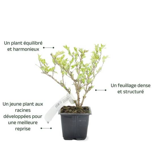 Chèvrefeuille à cupule (Lonicera pileata) - Godet - Taille 13/25cm - Pépinières Naudet - Image 3
