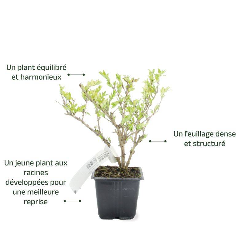 Chèvrefeuille à cupule (Lonicera pileata) - Godet - Taille 13/25cm - Pépinières Naudet - Image 3