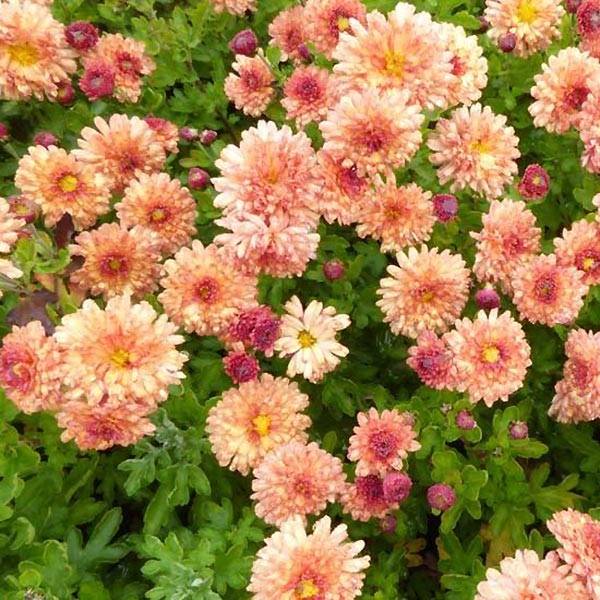 Promesse de Fleurs - Chrysanthème des jardins Herbstbrokat - Chrysanthemum (x) indicum Godet de 8/9 cm