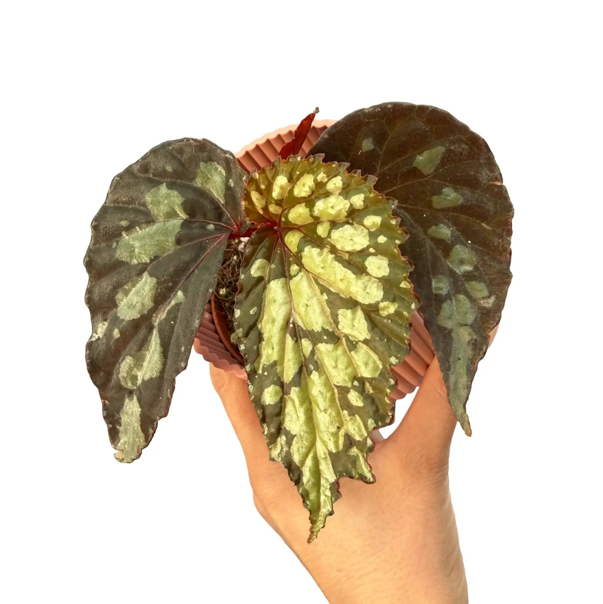 Begonia 'Lucifer' - Pot de 8cm - Plantes d'intérieur - Image 1