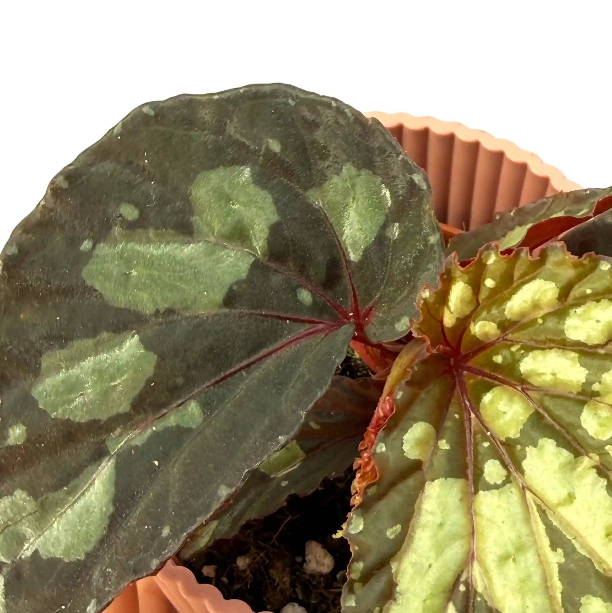 Begonia 'Lucifer' - Pot de 8cm - Plantes d'intérieur - Image 3
