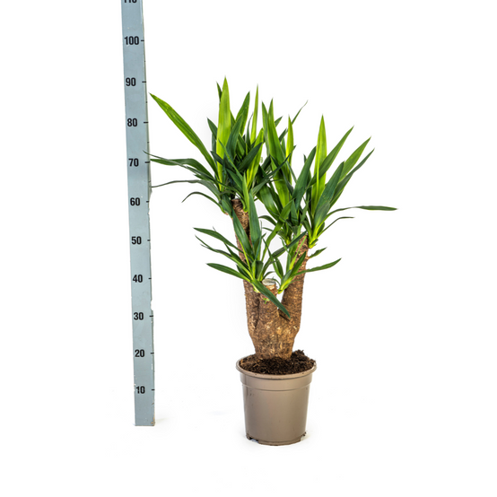 Yucca Elephantipes Ramifiée - H80cm - Image 3