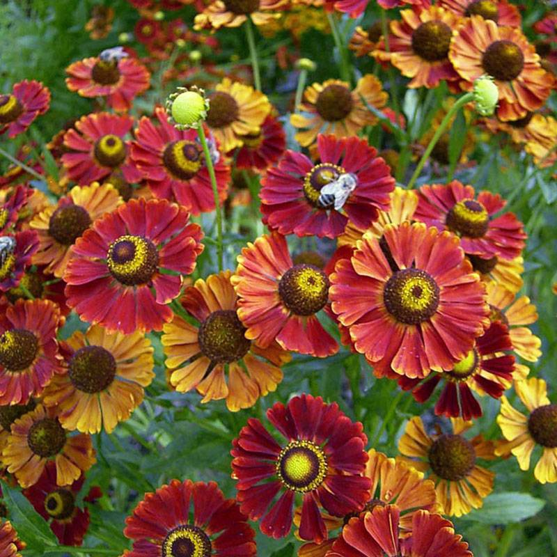 Promesse de Fleurs - Hélénium Dunkle Pracht - Hélénie rouge intense Godet de 8/9 cm