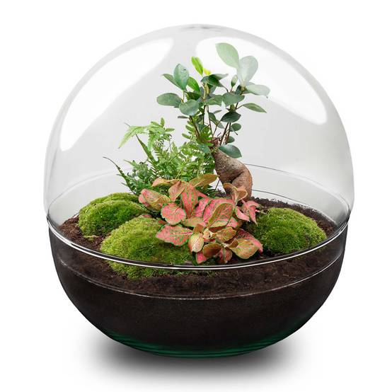 Terrarium à composer boule en verre recyclé - Ø30-H30cm - sans outils - Ficus Ginseng - Terrarium DIY - Image 1