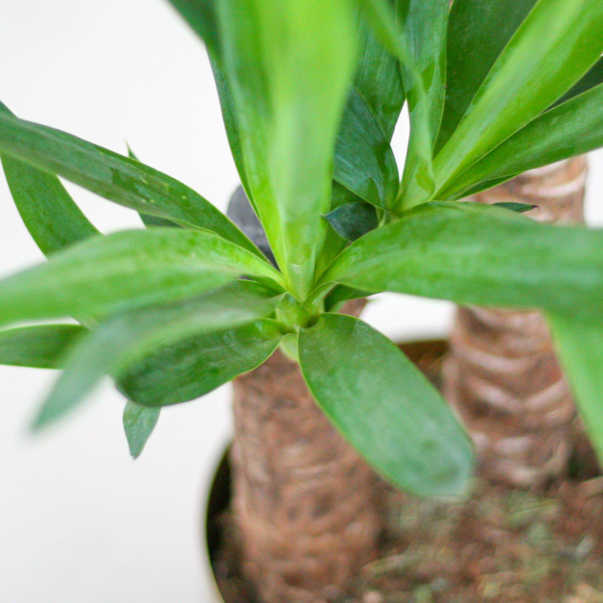 La Green Touch - Yucca Elephantipes et Son Pot Gris - H90cm - Image 7