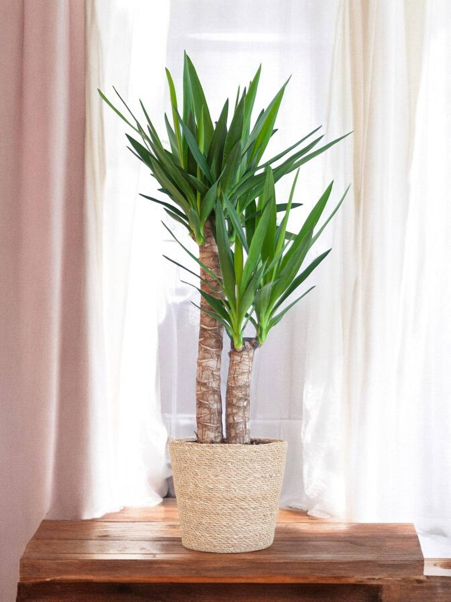 La Green Touch - Yucca Elephantipes et Son Pot Gris - H90cm - Image 2