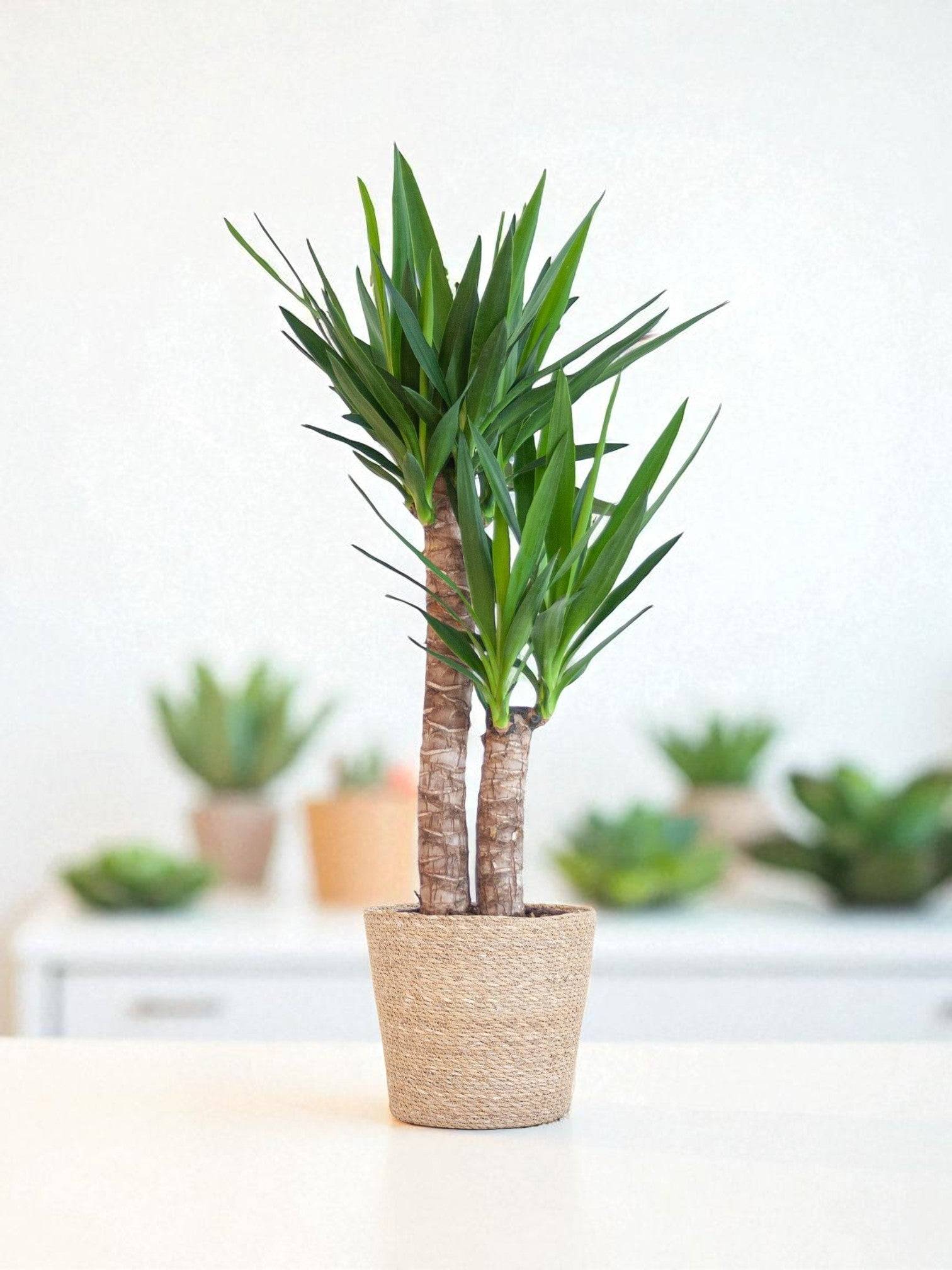 La Green Touch - Yucca Elephantipes et Son Pot Gris - H90cm - Image 1