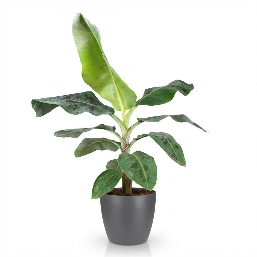 Musa acuminata Nain Cavendish - Plante de banane - Pot de 21cm - Hauteur 70-75cm - Gris - Plantes d'intérieur - Image 2