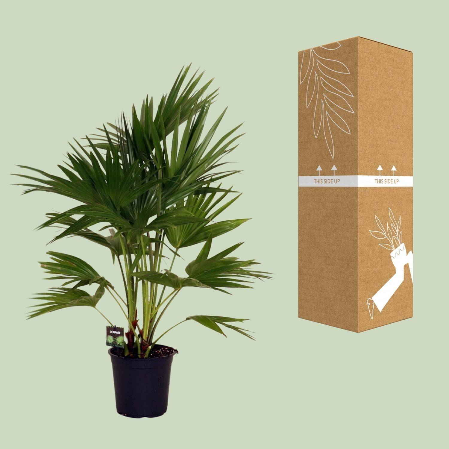 Livistona Chinensis - D24 H100cm - Image 3