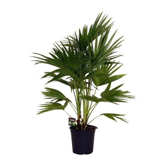 Livistona Chinensis - D24 H100cm - Image 1