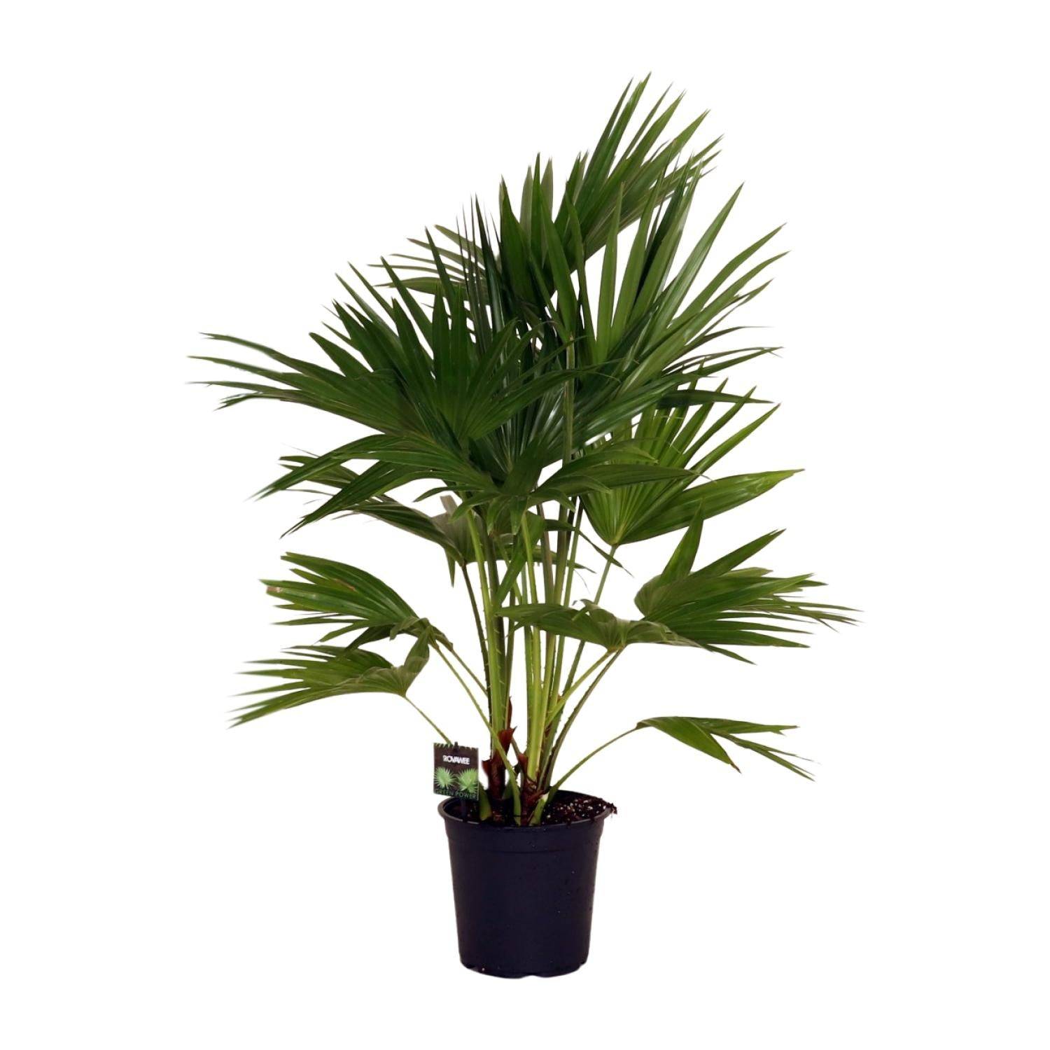 Livistona Chinensis - D24 H100cm - Image 1