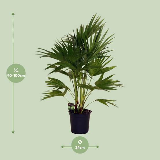 Livistona Chinensis - D24 H100cm - Image 2