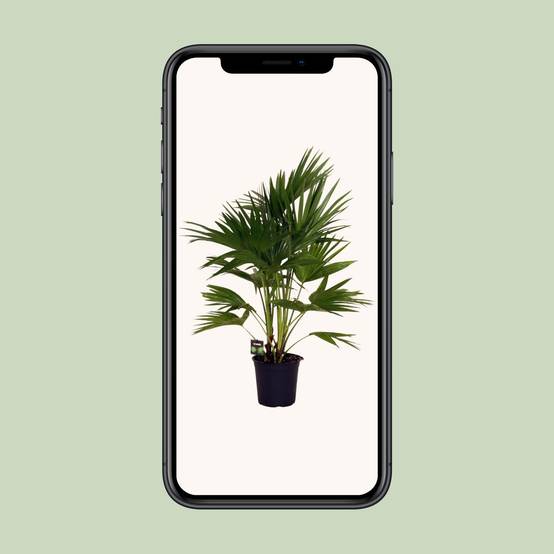 Livistona Chinensis - D24 H100cm - Image 4