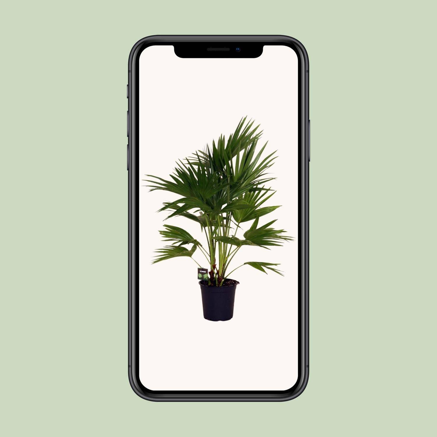 Livistona Chinensis - D24 H100cm - Image 4