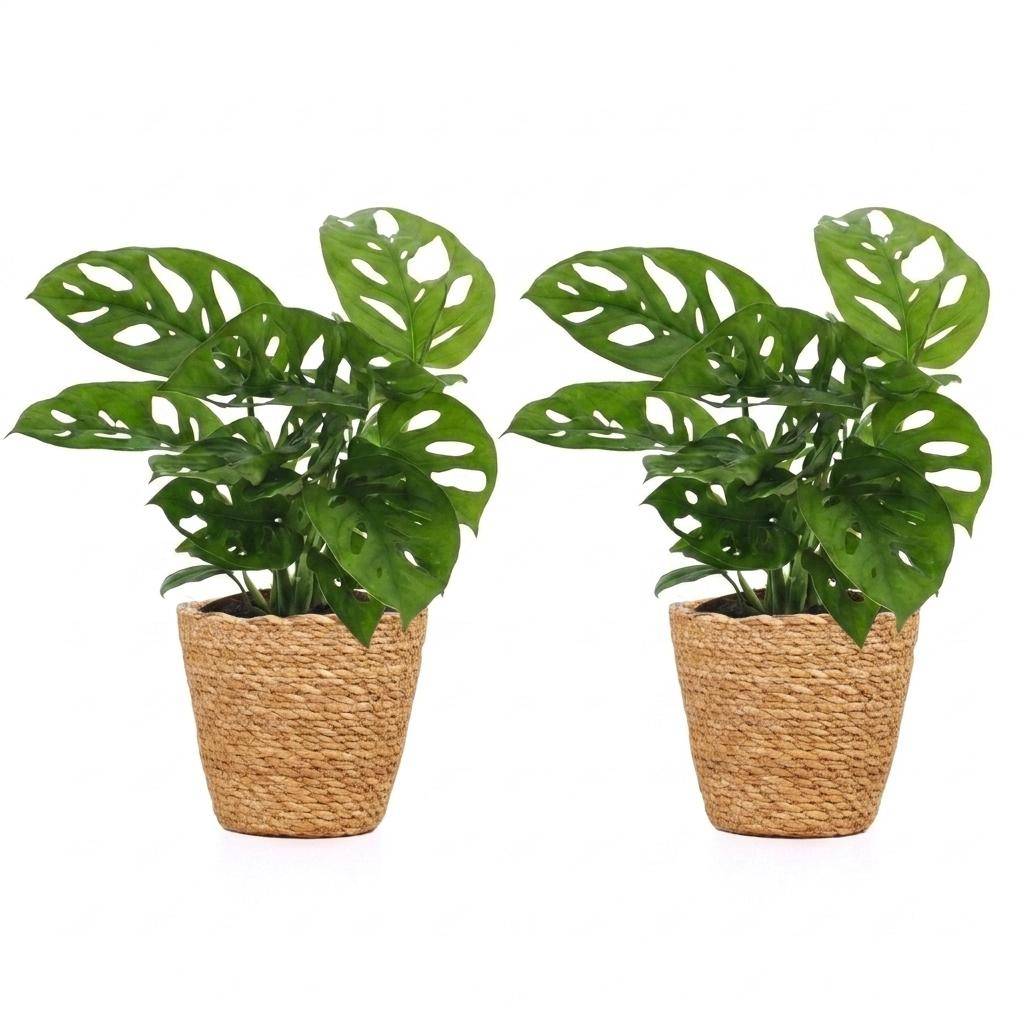 Monstera adansonii - avec panier - lot de 2 - Ø12cm - ↕25cm - Plantes d’intérieur - Image 2