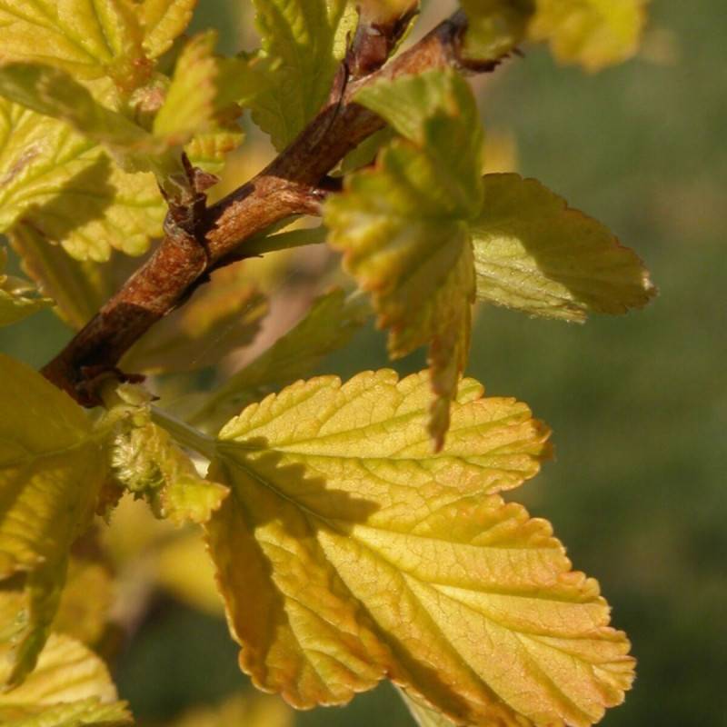 Physocarpus Dart's Gold, Physocarpe à fleurs Blanche - feuillage Caduc - Pot de 4L - 20/40 cm-  hauteur à maturité De 2,50 m à 3,00 m - Image 5