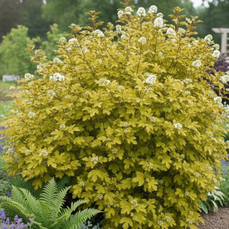 Physocarpus Dart's Gold, Physocarpe à fleurs Blanche - feuillage Caduc - Pot de 4L - 20/40 cm- hauteur à maturité De 2,50 m à 3,00 m - Image 3