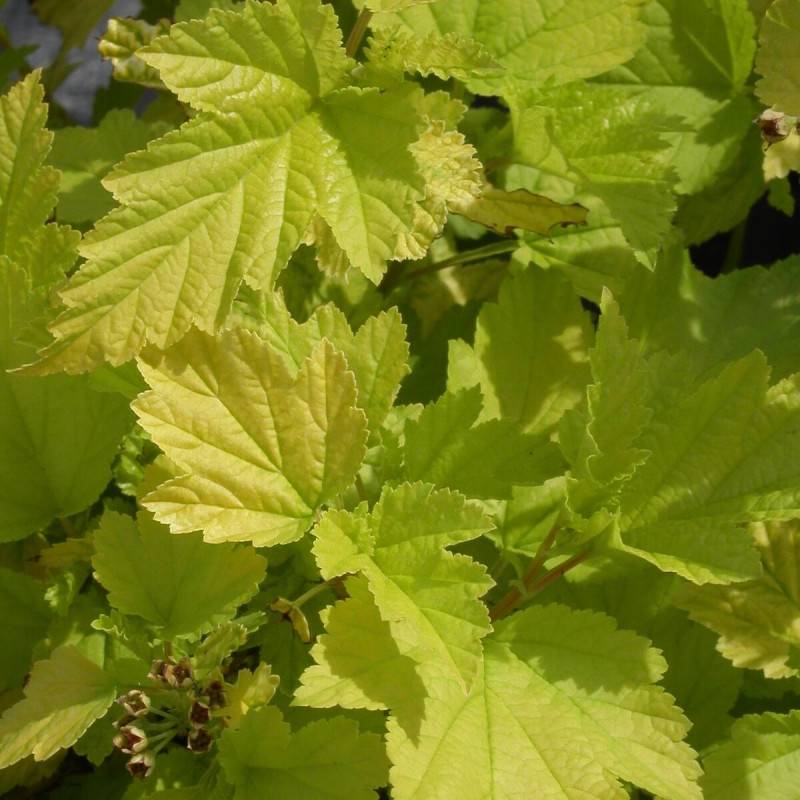 Physocarpus Dart's Gold, Physocarpe à fleurs Blanche - feuillage Caduc - Pot de 4L - 20/40 cm- hauteur à maturité De 2,50 m à 3,00 m - Image 1